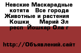 Невские Маскарадные котята - Все города Животные и растения » Кошки   . Марий Эл респ.,Йошкар-Ола г.